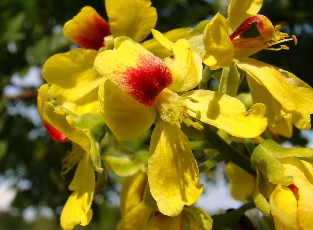yellow flowers on tree branch